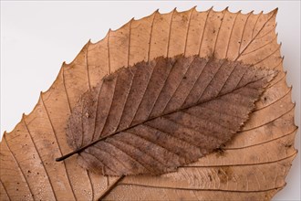 Beautiful dry autumn leaves placed on a white background
