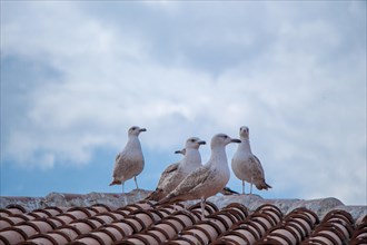 Single seagull is sitting on the roof