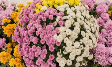Beautiful fresh flowers as a background