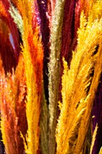 Dried dyed colorful flower for doceration purposes