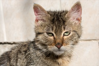 Pictures of the Lovely cat as domestic animal in view