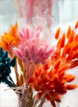 Dried colorful flower for doceration purposes