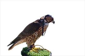 Trained falcon as wildlife