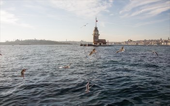 Seagull flying near Maiden's Tower in Istanbul