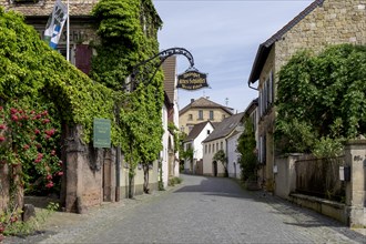 Wine village Forst an der Weinstrasse