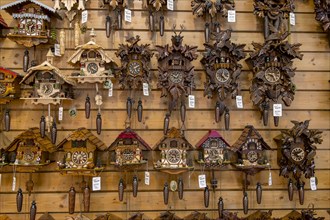 Cuckoo clocks on the shop wall
