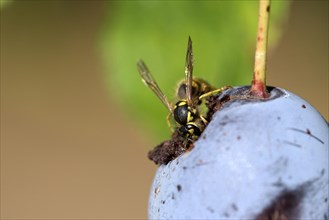 Common wasp