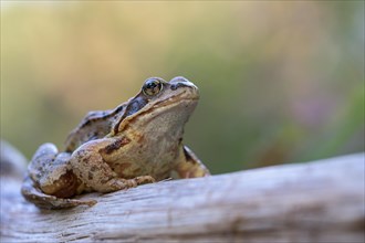 Common frog