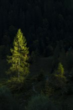 Fir trees in sidelight