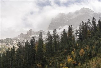 Wafts of mist in the Karwendel nature park Park
