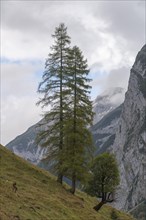 Two tall fir trees