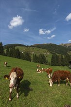 Red-coloured cows on alpine meadow