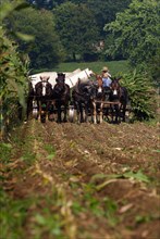 Amish people at the traditional harvest