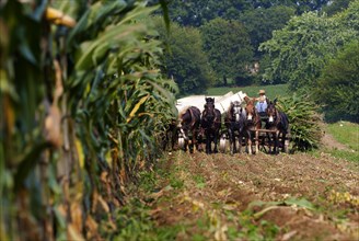 Amish people at the traditional harvest