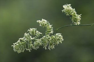 Inflorescence of common knawel grass