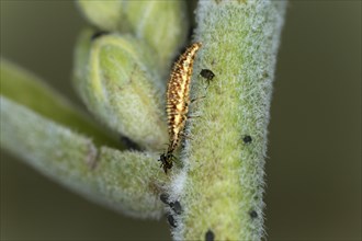 The elongated light-coloured lacewing larvae