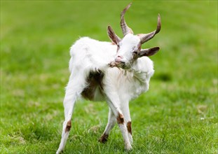 Goat on a green meadow