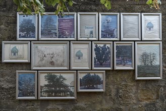 Photos of historic dancing lime trees on a wall