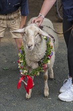 Decorated sheep for the Betzenaustanzen at the traditional Tanzlindenfest in Limmersorf