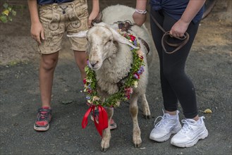 Decorated sheep for the Betzenaustanzen at the traditional Tanzlindenfest in Limmersorf