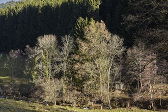 Trees without foliage in the Black Forest near Waldkirch