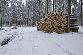 Snow-covered woodpiles and spruces