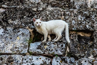 Cat on the fortress wall