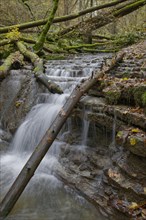 Cascades in the ravine forest