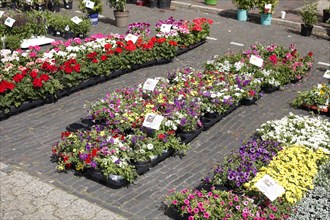 Colourful blooming flowers with price tags at a flower market