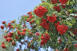 Red berries of European Rowan