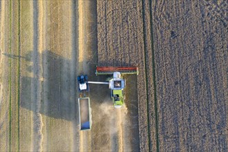 Aerial view over combine harvester and tractor with trailer harvesting oilseed rape