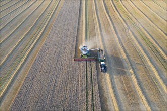 Aerial view over combine harvester and tractor with trailer harvesting oilseed rape