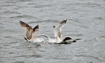 Gulls at sea fighting for dead fish