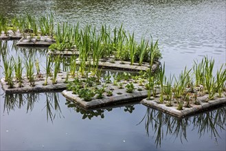 Floating artificial islands with vegetation in pond for fish to spawn and breeding place for waterfowl
