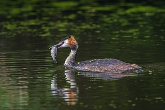 Great crested grebe
