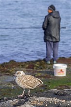 Injured juvenile European herring gull