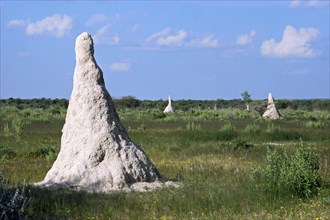 Aboveground termite mounds