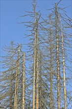 Broken dead spruce trees afflicted by Spruce Bark Beetle