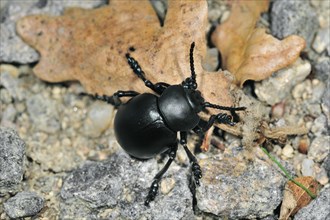 Bloody-nosed beetle