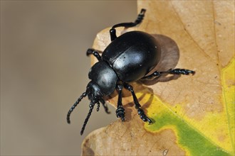 Bloody-nosed beetle