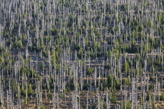 Broken dead spruce trees afflicted by European spruce bark beetle