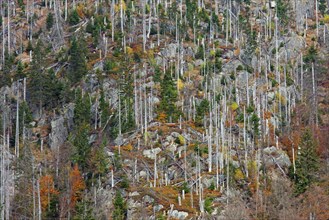 Killed spruce trees afflicted by European spruce bark beetle