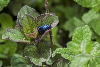 Two blue mint beetles