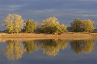 Trees in autumn colours along the river Elbe