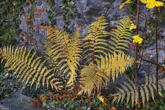 Autumnal yellow fern and common ivy