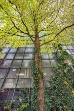 Glass facade with autumnal tree and common ivy