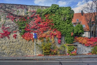 City wall with boston ivy