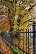 Metal fence with autumnal beeches