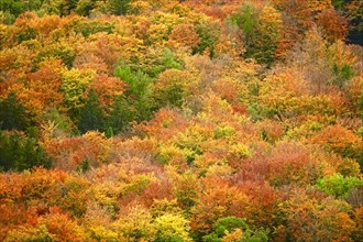 Autumn colours