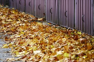 Autumn colours
